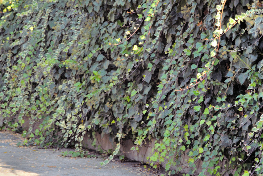 Hedera helix e sirfide in volo